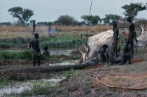 Dinka men fishing from dug out canoe with cattle on shore drinking from river and other men watching.