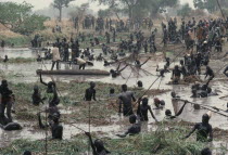 Dinka fishing festival.  Mass of tribesmen in waist level water using spears and nets to catch fish.