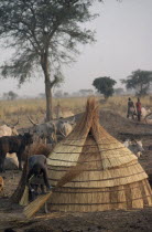 Thatching hut in Dinka cattle camp.