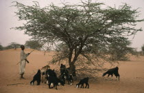 Shaking leaves from Acacia tree for goats to eat. Kurdufan