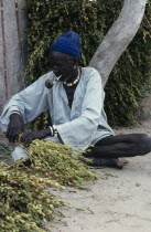 Dinka man tying harvested sesame crop into bundles.