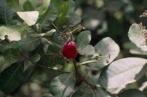 Cashew nut tree red fruit with the nut below