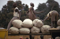 Farmers with sacks of groundnuts at a buying station