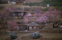 Village homes surrounded by trees in blossom