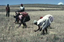 Women havesting grain