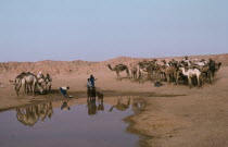 Camels at waterhole near Zinder.