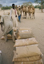 Drought relief milk powder being transported by camel train of 300 rather than by truck.  Lorry
