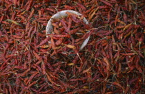 Dried red chillies filling frame.