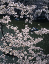 Chidorigafuchi Park. Boaters on lake beneath cherry blossom at Tayasu-mon gate on the north side of the Imperial Palace.