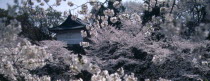 Chidorigafuchi Park. Panoramic view of cherry blossom at Tayasu-mon gate on the north side of the Imperial Palace.