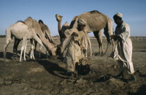 Kababish tribespeople at waterhole with camels drinking behind.Nomadic camel raising tribe. Kurdufan
