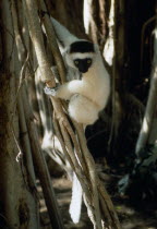 Sifaka lemur