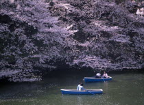 Chidorigafuchi Park. Imperial Palace. Boating lake with people on blue boats surrounded by overhanging pink Cherry Blossom trees.North side of Tayasu-Mon Gate