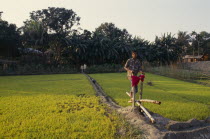 Young boy operating treadle pump irrigating rice seedlings.