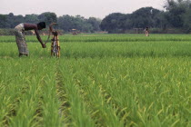 Labourer using hand tube well to irrigate land.