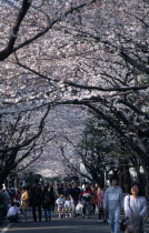 Yanaka. People walking under Cherry Blossoms outside Yanaka Cemetary near Tenno-ji TempleCherry Blossom Hanami