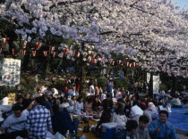 Ueno Park. Cherry Blossom viewing parties with people sat under trees and lanterns.Cherry Blossom Hanami
