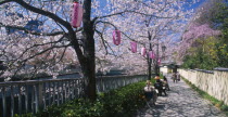 Waseda. Adult art class sketching cherry blossoms along the thr bank of the Edogawa River.