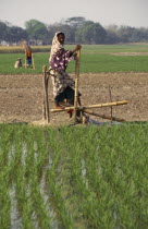 Woman operating treadle pump irrigating rice fields.