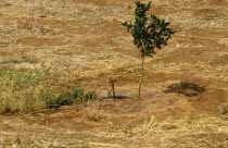Botswana, Citrus tree with individual drip irrigation.