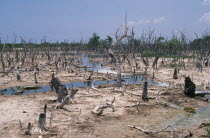 Mangrove forest on the Gulf coast killed by pollution.