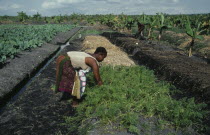 Woman working in former swamp as part of UNFAO development project.