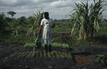 Woman watering seedlings in former swamp as part of UNFAO development project.