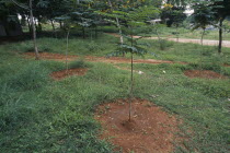 Trees planted in depression to harvest rainwater.