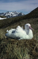 An albatross sat on the grass with snow peaked hills in the distance.