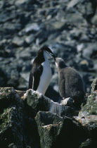 Half Moon Islands. An adult chinstrap penguin feeding its chick on the rocks.