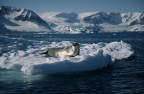 A crabeater seal lying on the ice.