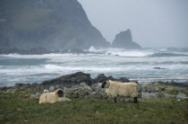 Coastal landscape with crashing waves and two black faced sheep on grassland in foreground.Eire Republic Eire Republic Eire Republic Eire Republic Eire Republic