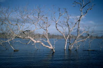 A tree from the forest that was flooded by the reservoir. Brasil