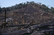 Scene of a burnt forest after it has been cut and left to dry. Brasil firedeforestation