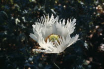 Close up of a white Yunan poppy in flower  opium is gathered from the seed pod of this flower.drugs Burma