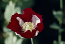 Close up of a red and white Yunan poppy in flower  opium is gathered from the seed pod of this flower.drugs Burma