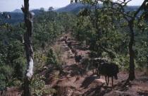 Mule convey travelling from River Salween  carrying goods for export  such as gems  opium  coffee and tea. Burma