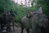 Two young men sat on elephants which have chains round their necks  being used for logging teak in the forests. Burma