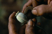 Close up of a poppy seed pod being slit  with tiny drops of opium emerging. Burma