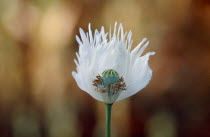 Close up of a white Yunan poppy in flower  opium is gathered from the seed pod of this flower.drugs Burma