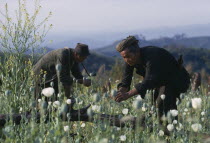 Two men harvest opium from the poppy flowers.drugs Burma