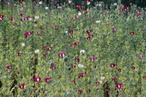 A field of red and white Yunan poppies in flower  opium is gathered from this flower.poppydrugs Burma