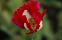 Close up of a red Yunan poppy in flower  opium is gathered from the seed pod of this flower.drugs Burma