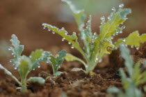 A poppy seedling with dew on the leaves.Burma