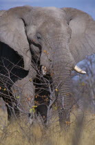 Single African elephant in savanna grasslands.