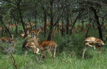 Herd of impala amongst acacia trees in savanna grasslands.
