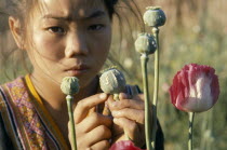 Hill tribe girl holding poppy seed head oozing with raw opium.