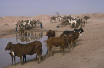 Camels and cattle at water hole.