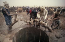 Tuareg men pulling up water for cattle herd at well in semi desert area. toureg