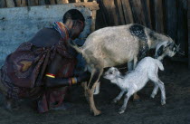 Samburu woman milking goat with kid.